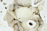 Fossil Crab (Potamon) Preserved in Travertine - Turkey #121388-4
